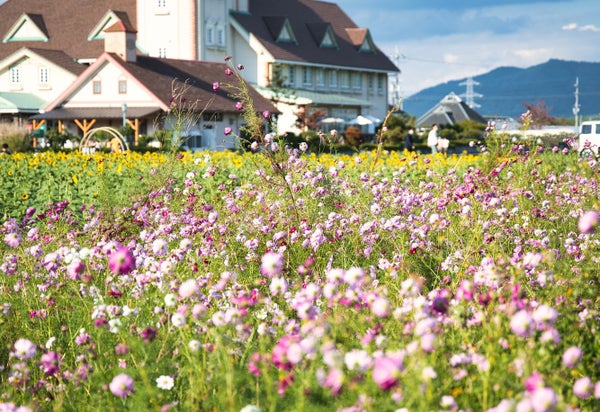 日本最古のブランド牛を食べ尽くす!近江牛すき焼きと近江牛絶品肉寿司&焼肉2